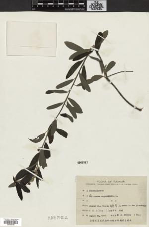 Helicteres augustifolia L._標本_BRCM 4756
