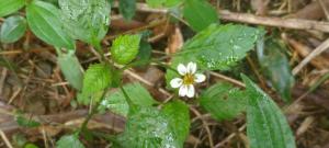 小白花鬼針