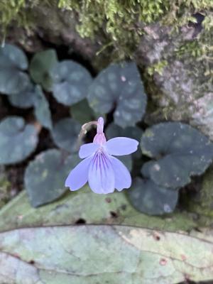 台灣菫菜