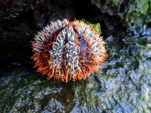 白棘三列海膽  (花膽 馬糞海膽)