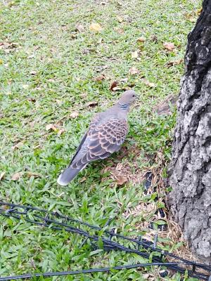 金背鳩(台灣亞種)