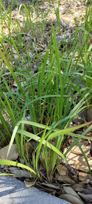 白茅 (茅針 茅根 茅草)