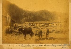 平埔族的房舍及水牛
