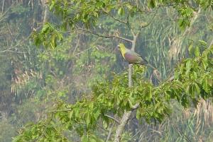 綠鳩(指名亞種)