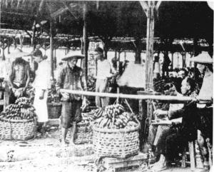 臺中香蕉集散市場