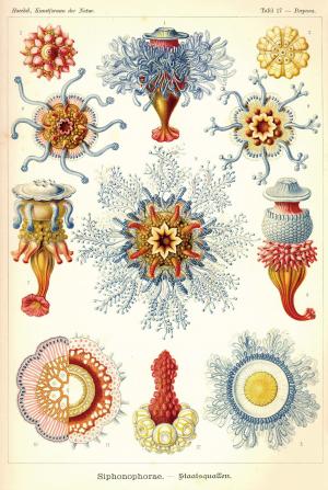 圖版：簇水母