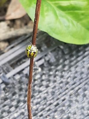 甘薯台龜甲 (甘藷龜金花蟲)