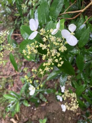 華八仙(華南分布)