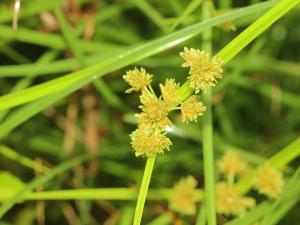 異花莎草