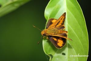 H28-2 竹橙斑弄蝶