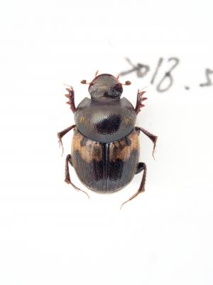 Onthophagus (Paraphanaeomorphus) hayashii Masumoto, 1991(1)