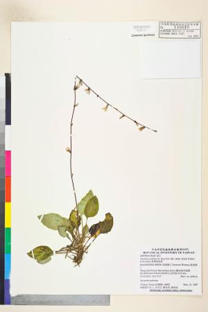 Ainsliaea latifolia (D. Don) Sch. Bip. subsp. henryi (Diels) H. Koyama_標本_BRCM 7485