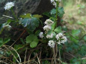 三葉山芹菜