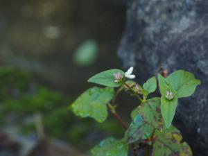 野蕎麥