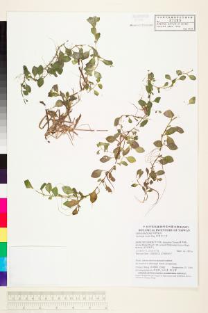 Ludwigia ovalis Miq._標本_BRCM 3657