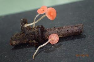 Atheniella adonis(美男艷小菇) = Mycena adonis(美男小菇)