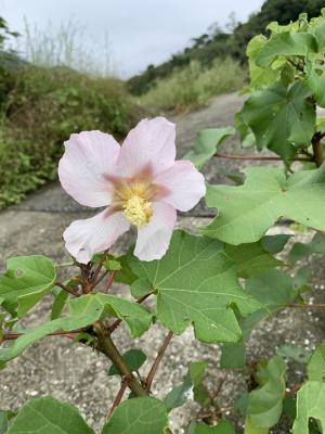 山芙蓉