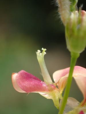 圓葉鏈莢豆