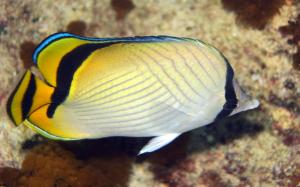 Chaetodon vagabundus 飄浮蝴蝶魚