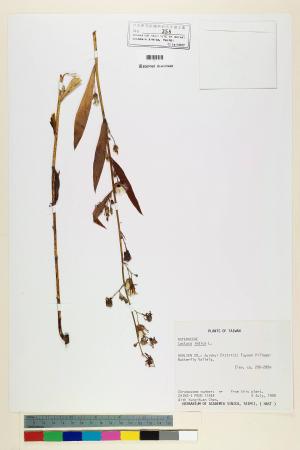 Lactuca indica L._標本_BRCM 7117