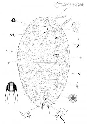 Phenacoccus solani Ferris, 1918