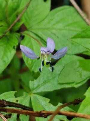 皺子白花菜