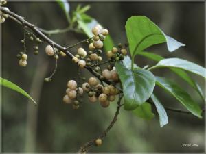 臺灣山桂花