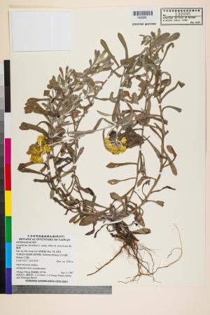 Gnaphalium luteoalbum L. subsp. affine (D. Don) Koster_標本_BRCM 5628