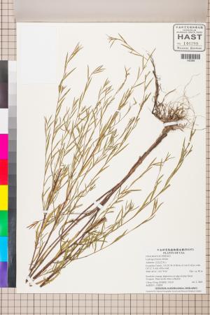 Ludwigia linearis Walter_標本_BRCM 3471