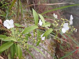 華八仙(華南分布)