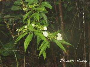 華八仙(華南分布)