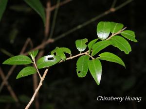 泛能高山茶