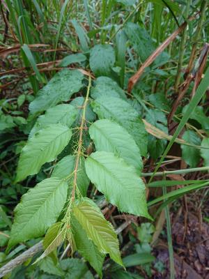 山櫻花