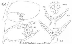 葉生針鱗蘚