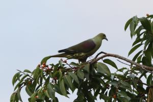 紅頭綠鳩(台灣亞種)