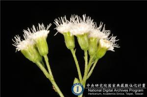 Ageratina riparia (Regel) R. King & H. Robinson_BRCM 6111