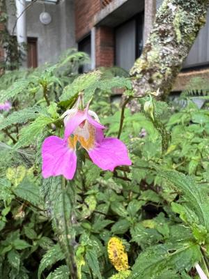 紫花鳳仙花