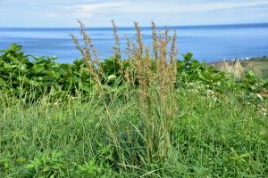 野香茅（海南植物志）