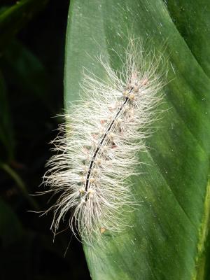 閃光苔蛾