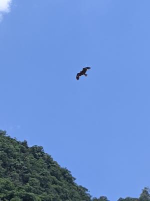 黑鳶