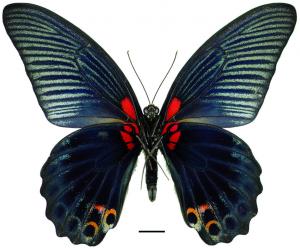 Papilio memnon heronus Fruhstorfer, 1902 大鳳蝶