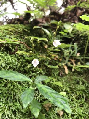 鐘花草 (鐘刺草)