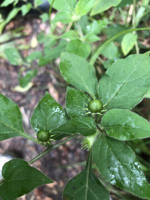 雙花龍葵