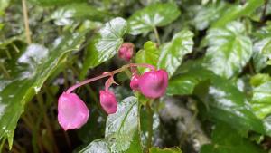 水鴨腳秋海棠