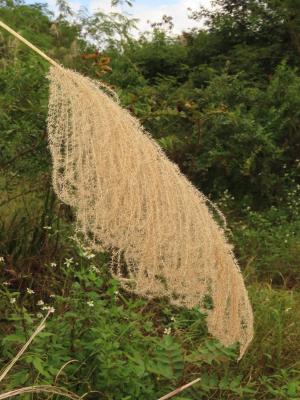 芒 (茅丁)