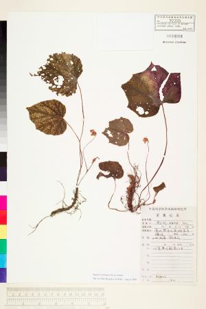 Begonia smithiana標本_BRCM 1779