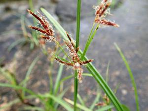 香附子 (香頭草)