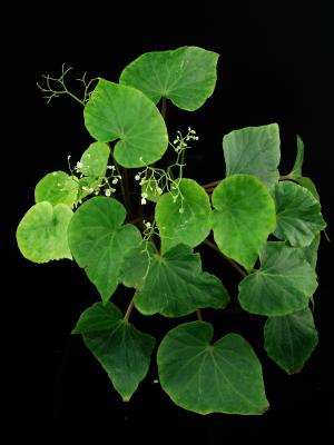 Begonia longiscapa Warb.