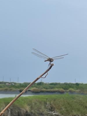 高翔蜻蜓