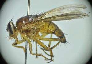 Bengalia fuscipennis lateral